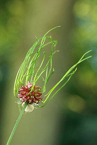 Wild Onion (Crow Garlic) - Allium vineale