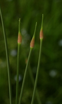 Wild Onion (Crow Garlic) - Allium vineale