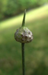 Wild Onion (Crow Garlic) - Allium vineale