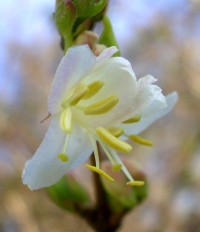 Winter Honeysuckle - Lonicera fragrantissima