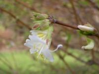 Winter Honeysuckle - Lonicera fragrantissima