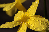 Winter-flowering Jasmine - Jasminum nudiflorum