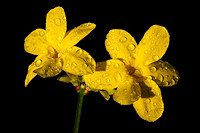 Winter-flowering Jasmine - Jasminum nudiflorum