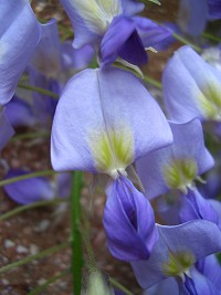 Wisteria sinensis