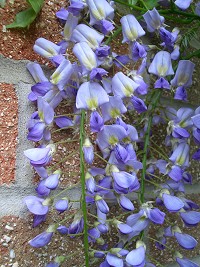 Wisteria sinensis