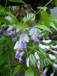 Wisteria sinensis