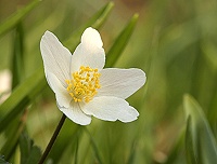 Wood Anemone - Anemone nemorosa