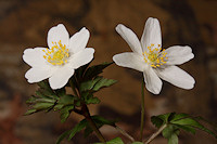 Wood Anemone - Anemone nemorosa