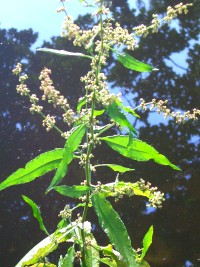 Wood Dock - Rumex sanguineus