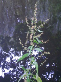 Wood Dock - Rumex sanguineus