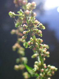 Wood Dock - Rumex sanguineus