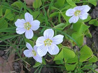 Wood Sorrel - Oxalis acetosella