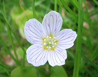 Wood Sorrel - Oxalis acetosella