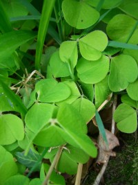 Wood Sorrel - Oxalis acetosella