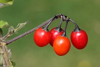 Woody Nightshade