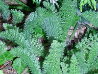 Yarrow - Achillea millefolium