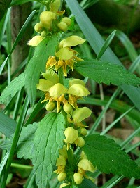 Yellow Archangel - Lamiastrum galeobdolon