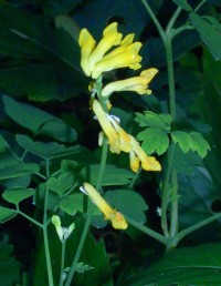 Yellow Corydalis - Corydalis lutea