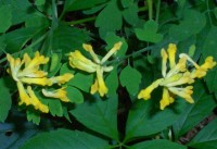 Yellow Corydalis - Corydalis lutea