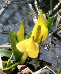 Yellow Skunk Cabbage - Lysichiton americanus