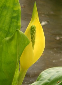 Yellow Skunk Cabbage - Lysichiton americanus