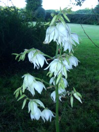 Yucca filimentosa