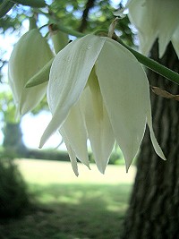 Yucca filimentosa