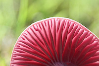 Amethyst Deceiver - Laccaria amethystea