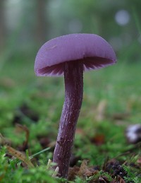 Amethyst Deceiver - Laccaria amethystea