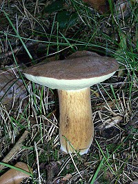 Bay Bolete - Boletus badius