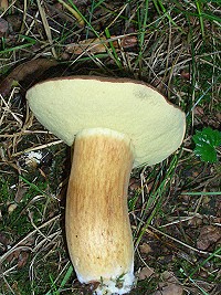 Bay Bolete - Boletus badius