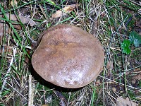 Bay Bolete - Boletus badius