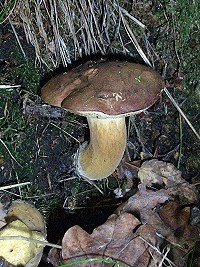 Bay Bolete - Boletus badius