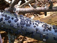 Beech Bark Spot - Diatrype disciformis