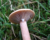 Birch Milkcap - Lactarius tabidus