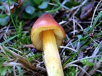 Blackening Wax Cap - Hygrocybe nigrescens