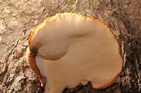 Blackfoot Polypore - Polyporus leptocephalus