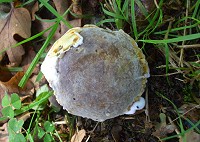 Bolete Mould - Hypomyces chrysospermus