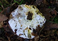 Bolete Mould - Hypomyces chrysospermus
