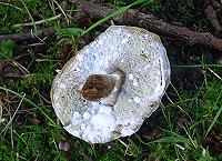 Bolete Mould - Hypomyces chrysospermus