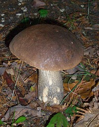 Brown Birch Bolete - Leccinum scabrum