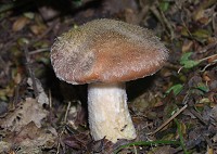 Bulbous Honey Fungus - Armillaria gallica