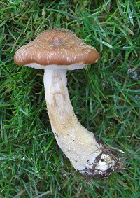 Bulbous Honey Fungus - Armillaria gallica