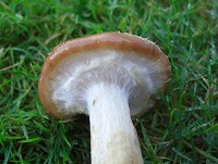 Bulbous Honey Fungus - Armillaria gallica
