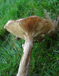 Bulbous Honey Fungus - Armillaria gallica