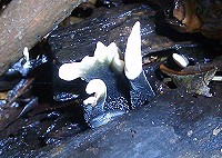 Candle Snuff Fungus - Xylaria hypoxylon