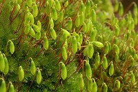 Capillary Thread-Moss - Bryum capillare