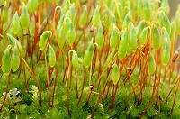 Capillary Thread-Moss - Bryum capillare