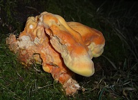 Chicken of the Woods - Laetiporus sulphureus