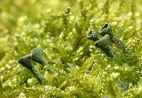 Cladonia sp. Lichen